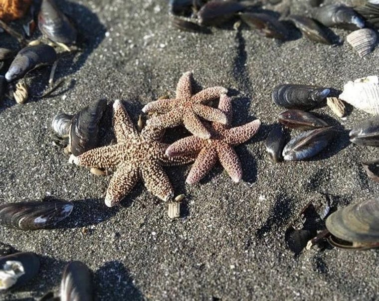 Да все нормально... ТЫСЯЧИ МОРСКИХ ЖИВОТНЫХ ВЫБРОСИЛИСЬ НА ПОБЕРЕЖЬЕ КАМЧАТКИ